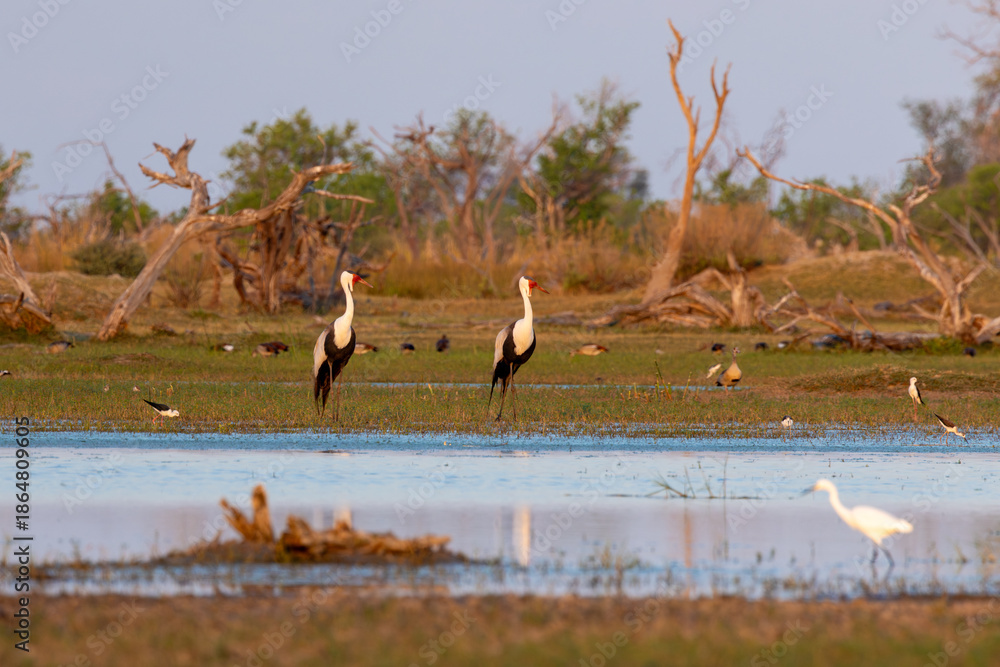 Fototapeta premium Pair of Wattled cranes standing in front of a small pool during sunset in Moremi Game Reserve, Botswana