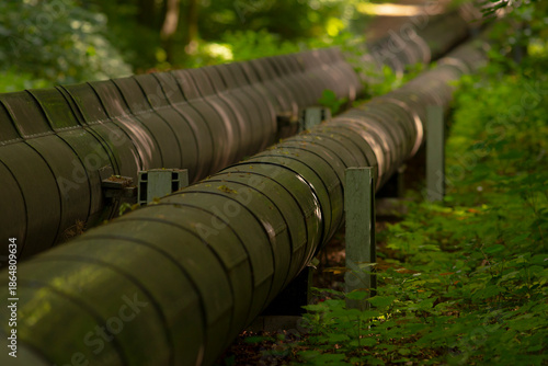 Photos Green forest with winding pipeline and support structures, Detailed view of gree