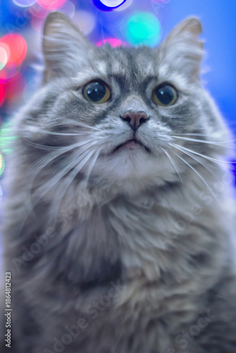 Portrait of a fluffy grey cat with big eyes against a colorful bokeh background.