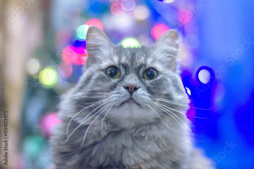 Portrait of a fluffy grey cat with big eyes against a colorful bokeh background.