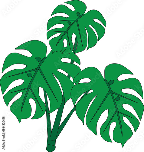 Vibrant green Monstera Deliciosa tropical leaves illustration on a black background.