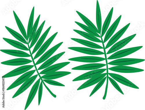 Two green tropical palm fronds isolated on a black background, vector botanical illustration.