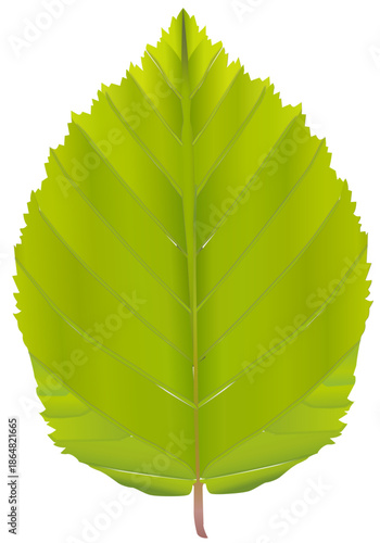 Realistic Beech Leaf Vector Illustration