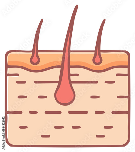 Cartoon Illustration of Skin Layers with Hair Follicles