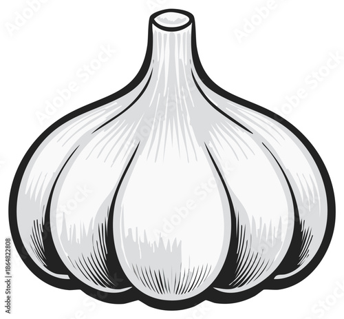 Illustrative Drawing of a Single Garlic Bulb with a Stylized Outline and Hatching