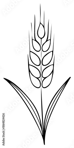 Wheat stalk illustration with leaves, agriculture line drawing, single ear of wheat, natural food vector