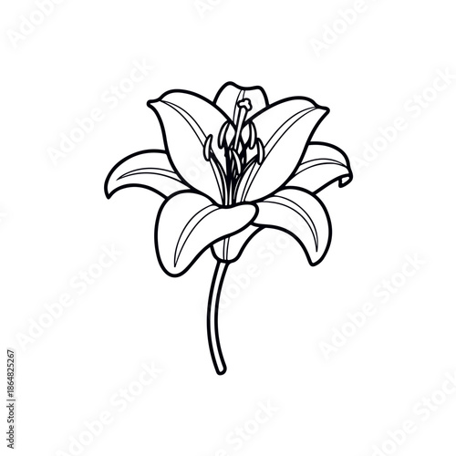 Elegant lily flower illustration, a symbol of purity and beauty, perfect for delicate designs.