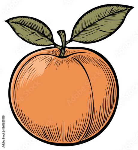 Orange fruit with leaves, hand drawn illustration with vintage style.