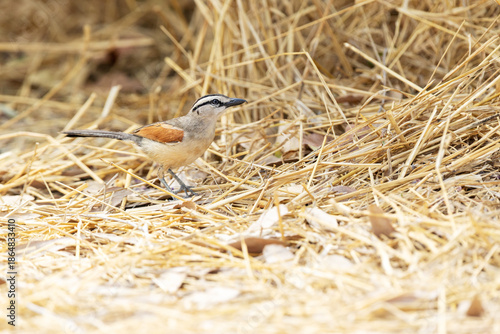 Brown-crowned tchagra skulking close to the ground on a sunny day in Okavango delta in Moremi Game Reserve, Botswana