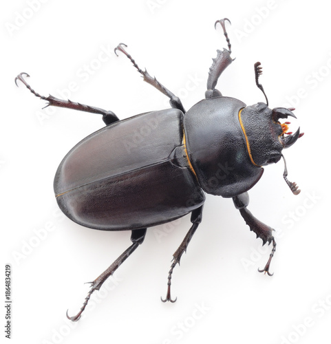 Foto Female stag beetle Lucanus cervus isolated on white background