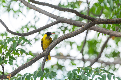 Black-headed oriole, with a striking appearance, perched on a large tree in a garden in Maun, Botswana