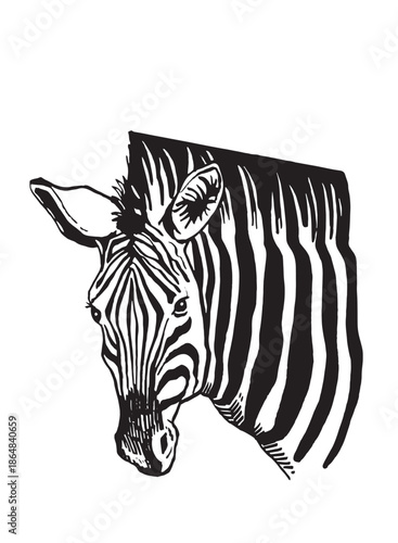 Graphical portrait of zebra isolated on white,vecor illustration