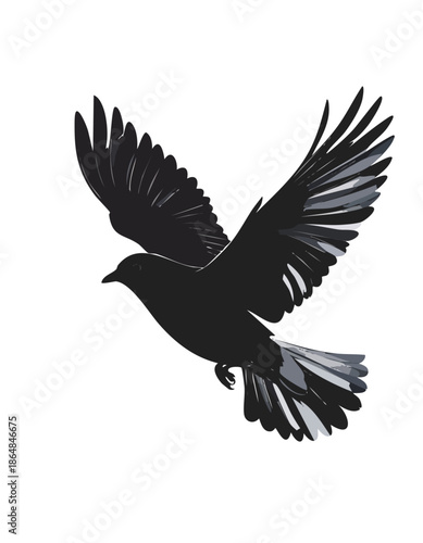 Black bird in flight on white background