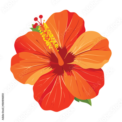 Bright orange hibiscus flower on white background