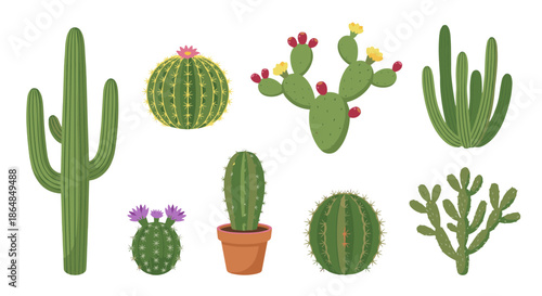 Collection of diverse cactus plants in a variety of shapes and sizes, showcasing their unique beauty and resilience