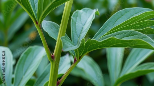 Wallpaper Mural Close-up of vibrant green plant stem with broad leaves and red nodes Torontodigital.ca