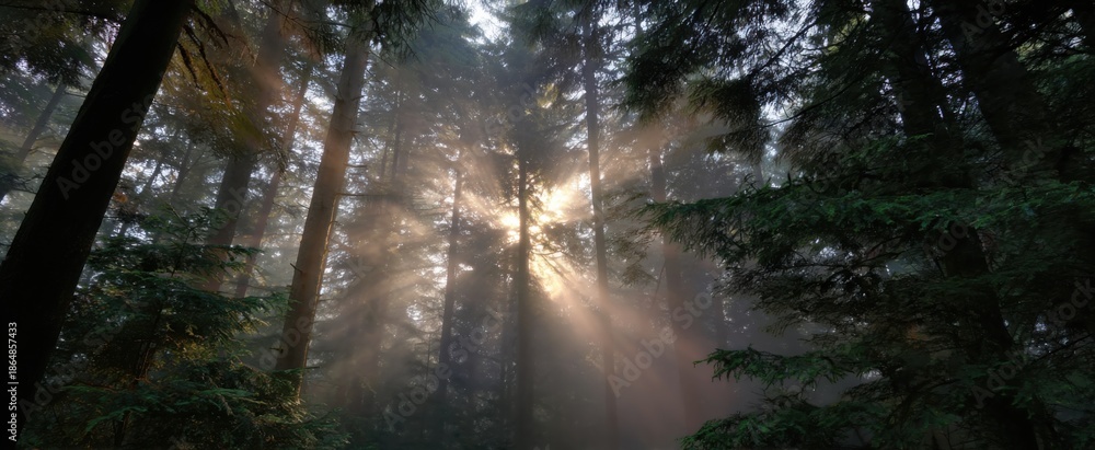 Obraz premium sunrise tiptoeing through a misty forest canopy like a shy dancer in soft light
