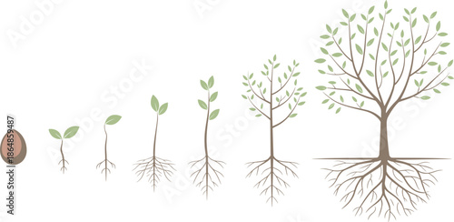 Tree growth stages illustration, plant life cycle from seed to mature tree with roots, botanical education infographic vector diagram