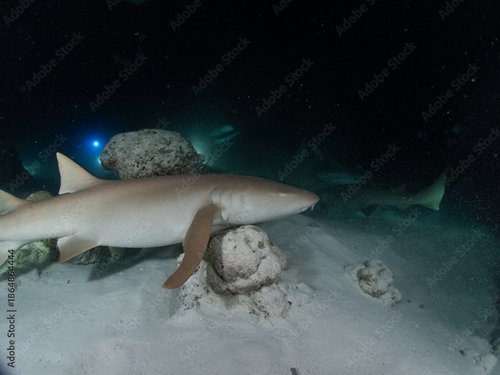 Fototapeta premium Scuba diving in the Maldives during New Year 2025.