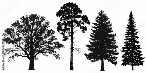 Silhouettes of diverse trees oak pine fir and evergreen forest elements