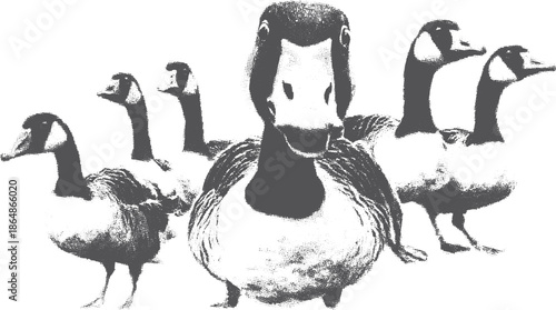 Group of ducks in a simple black and white design. Flat vector illustration representing wildlife and nature as a set.