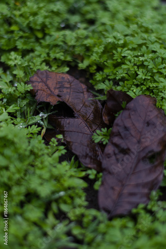 Vertical shot of fallen autumn leaves on lush green groundcover
