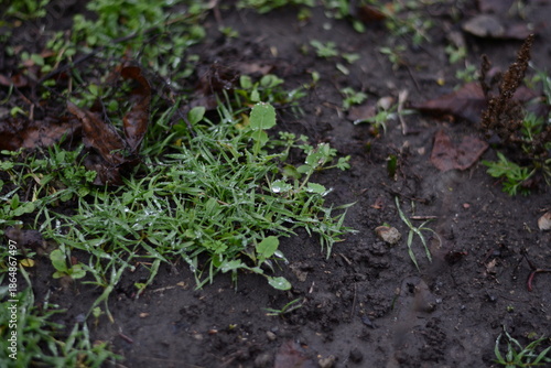 Ecological concept of new life growing in fertile garden soil