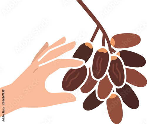 Hand Picking Dates Vector Clipart for Ramadan Iftar and Islamic Holiday Design