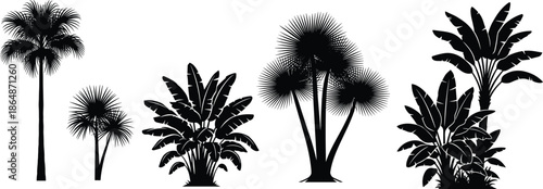 Tropical plant silhouette, exotic foliage, CAD drawing, flat vector, botanical sketch, palm tree, banana leaf, garden icon, black shape, landscape design