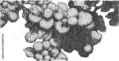 Grapes in detailed black lineart style. Vintage vector illustration featuring a bunch of grapes with leaves for design.