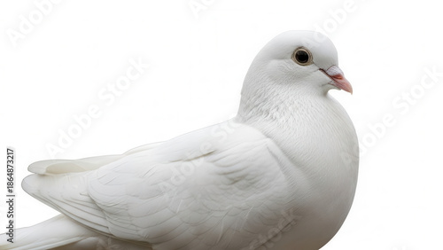 Peace dove, symbol of tranquility, elegant profile, white background, concept