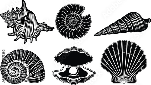 Seashell silhouette illustration, conch shell vector art, spiral mollusk drawing, clam pearl design, scallop shell artwork, marine nature graphic, ocean biodiversity image