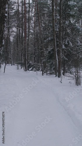 Wallpaper Mural Quiet Trek Across Snowy Pine Forest, Explorer Wanders Along Frosty Path Among Towering Trees, Peaceful Journey Through Winter Woods With Footprints And Soft Ambient Light Torontodigital.ca