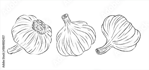 Outline drawing for garlic, vector design, vector garlic line art, hand painting design set, EPS format, doodle hand drawn icon set, Outline drawing