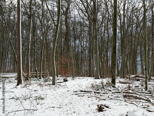 winter forest in the snow