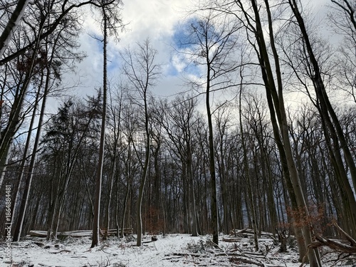 winter forest in the morning