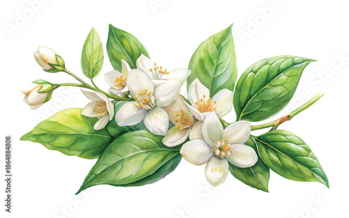 Watercolor Jasmine Flower Branch with Green Leaves Vector