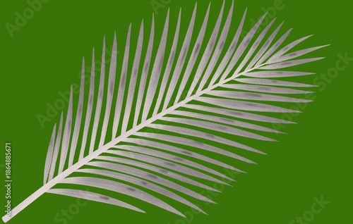 Minimal Palm Leaf on Green Background – Tropical Botanical Design