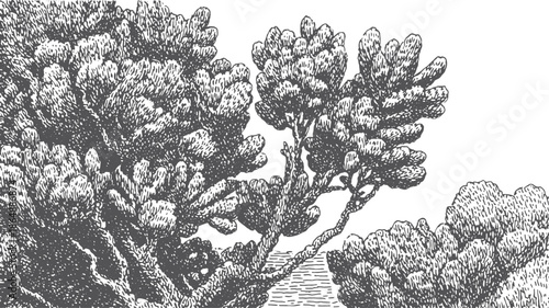 Coral reefs illustration in black and white. Detailed hand-drawn nature vector set showcasing marine life and textures in an aquatic environment.