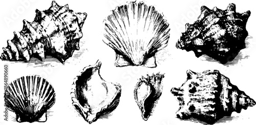 Vintage shell set featuring detailed engraving and outline. This collection showcases black vector illustrations with stipple texture.