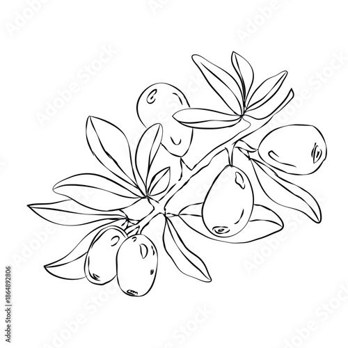 Hand-drawn sketch of an argan branch, argan branch outline vector illustration, argan vector color illustration, background, sketch banner, icon, and logo design, argan branch sketch