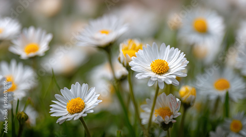 Beautiful Field of White Daisy Flowers in Bloom under Bright Sunlight