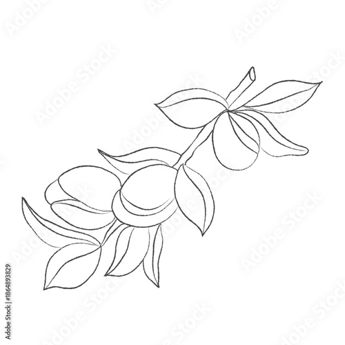 Hand-drawn sketch of an argan branch, argan branch outline vector illustration, argan vector color illustration, background, sketch banner, argan icon, and logo design, Outline drawing illustration