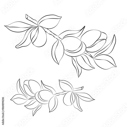 Outline drawing illustration, Hand-drawn sketch of an argan branch, argan branch outline vector illustration, argan vector color illustration, background, sketch banner, argan icon, and logo design