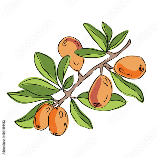 Illustration of an argan tree branch with fruits and leaves, EPS format, Realistic argan branch illustrations, Clean vector set ideal for packaging, label and and product design, Vector illustration
