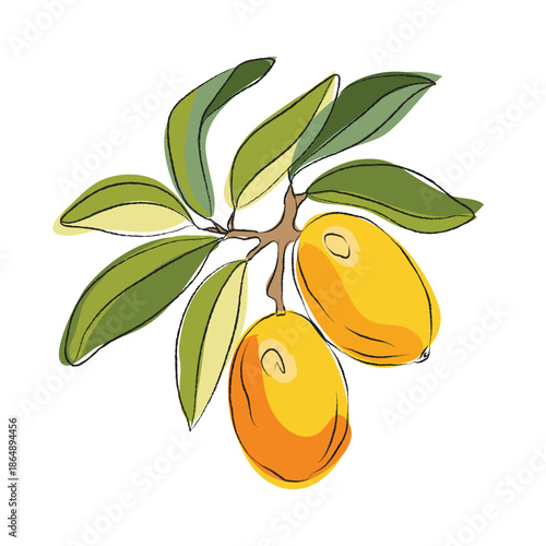 An Illustration of an argan tree branch with fruits and leaves, EPS format, Realistic argan branch illustrations, Vector illustration of argan branch, on a clean background, Clean vector