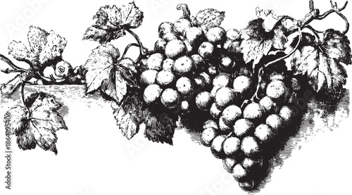 Grapes illustration with a vine and leaves. Detailed vector design featuring a classic arrangement of fruit and botanical elements in a unique set.