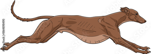 Running greyhound dog illustration, fast sprinting canine side view, athletic racing hound motion, speed concept, isolated white background, vector art