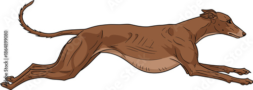 Running greyhound dog illustration, fast sprinting canine in side view, athletic racing hound, motion concept, isolated on white background, vector