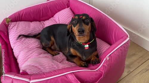 cachorro fofo raça duchshund relaxa em casa 